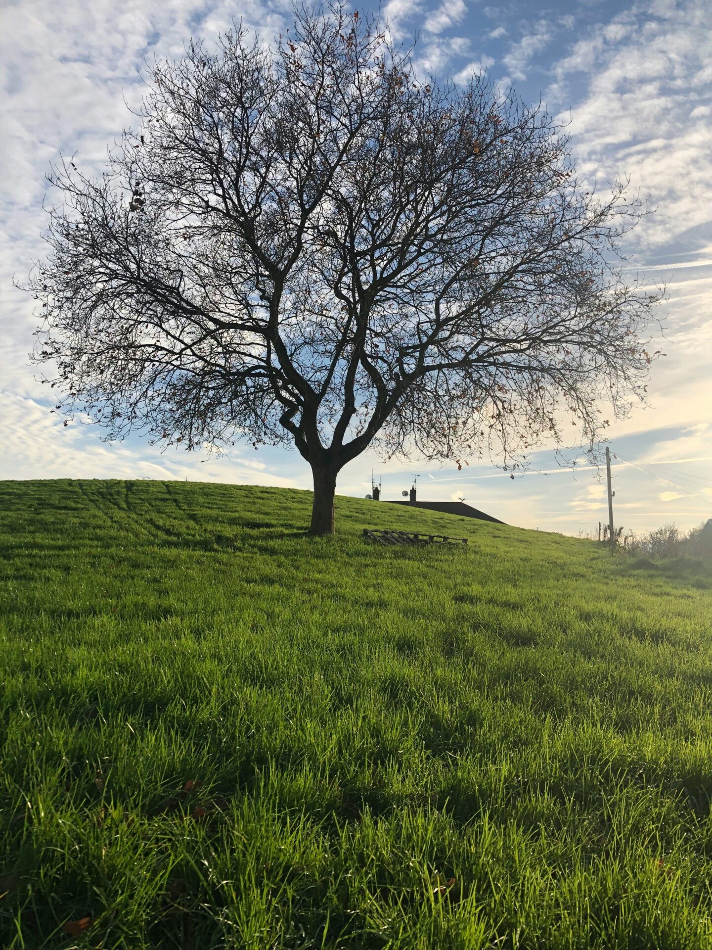 A tree on a grassy knoll with a cloudy blue sky overhead